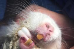 赤峰龍貓活體醫(yī)院電話號碼查詢