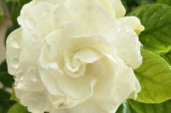 赤峰紅山區(qū)手工花束店電話號碼