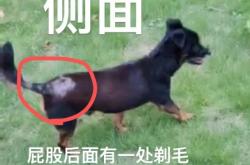 赤峰出售土狗電話號碼是多少號