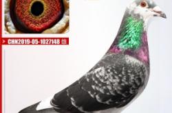 赤峰鴿子糧食批發(fā)電話多少號