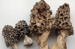 赤峰收購羊肚菌廠家電話號碼