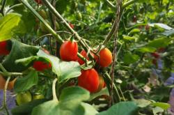 赤峰敖漢油渣廠電話多少號