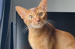 赤峰喵咪蛋糕店地址電話(huà)號(hào)碼