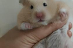 赤峰超級萌寵屋電話號碼查詢