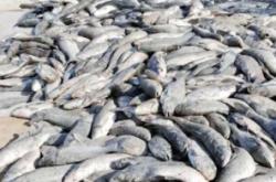 赤峰刮泥機(jī)供應(yīng)商電話號碼