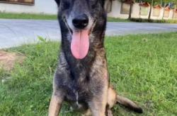 赤峰狼青領(lǐng)養(yǎng)中心電話號(hào)碼查詢(xún)