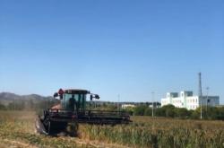 赤峰收購(gòu)皂角樹(shù)電話(huà)多少號(hào)