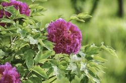 赤峰艷林飯莊地址查詢電話號(hào)碼