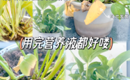 赤峰植物營養(yǎng)液廠家電話號碼