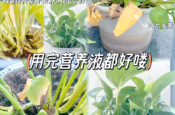 赤峰植物營養(yǎng)液廠家電話號碼
