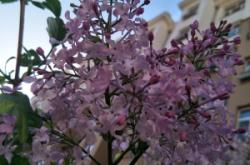 赤峰市牡丹幼兒園電話號碼