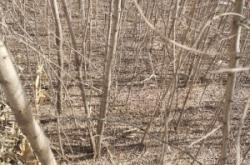 赤峰刺兒槐苗供應(yīng)商電話號碼