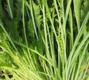 赤峰雪菜批發(fā)電話號(hào)碼多少