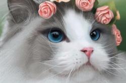 赤峰貓咪免費送人電話號碼是多少