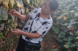 赤峰山野菜收購(gòu)站電話(huà)號(hào)碼