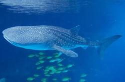 赤峰星辰海洋酒店電話號碼多少