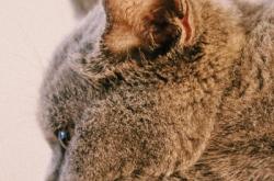 赤峰收寵物貓電話號碼是多少