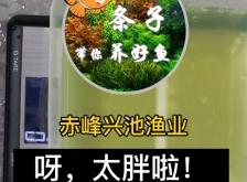 赤峰胖子游泳館電話多少號