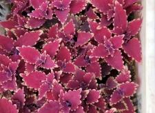 赤峰彩葉草種子批發(fā)電話號(hào)碼