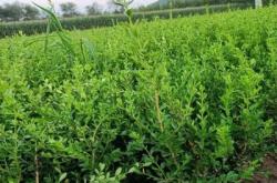 赤峰鑫鑫苗木有限公司電話號(hào)碼