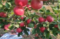 內(nèi)蒙赤峰市寧城蘋(píng)果售后電話(huà)號(hào)碼