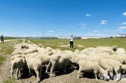 赤峰進(jìn)口牛羊批發(fā)市場(chǎng)電話號(hào)碼