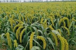 赤峰手機批發(fā)商電話是多少號