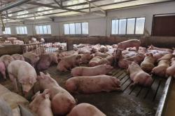 赤峰市北山豬場電話地址查詢