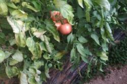 赤峰市大廟柿子批發(fā)電話號碼