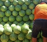 赤峰小西瓜代辦公司電話號碼