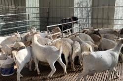 赤峰養(yǎng)羊剛子廠家電話號(hào)碼