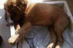 赤峰可卡寵物店電話地址查詢