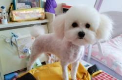 赤峰市正規(guī)寵物店電話號(hào)碼