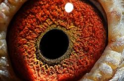 赤峰孫國林鴿舍電話地址查詢