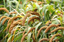 赤峰谷田理發(fā)店地址電話號(hào)碼