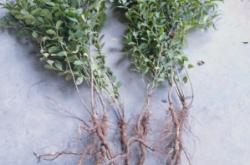 赤峰高紅鈣果基地電話號(hào)碼