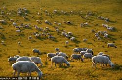赤峰草原福美牛肉店電話號碼
