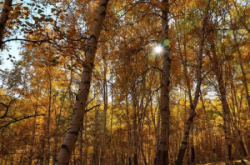 赤峰市美林谷大酒店電話號碼