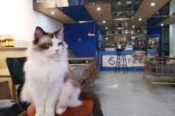 赤峰貓咪咖啡廳電話(huà)多少號(hào)