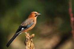 赤峰鳥(niǎo)養(yǎng)殖場(chǎng)電話號(hào)碼查詢