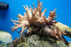 赤峰水族批發(fā)市場電話號碼