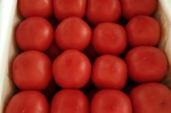 赤峰市番茄基地種植電話號(hào)碼