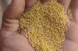 赤峰谷子種子出售電話地址查詢