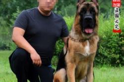 赤峰寵物犬舍地址電話號碼