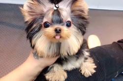 赤峰約克夏幼犬出售電話號碼