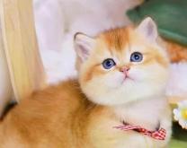 赤峰同城收貓的電話號(hào)碼多少