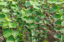 赤峰椴樹苗專賣店電話號(hào)碼