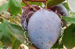 赤峰附近西梅采摘園電話號碼