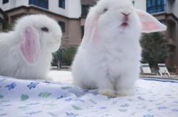 赤峰小白兔教練電話號(hào)碼