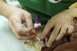 赤峰平莊寵物醫(yī)院電話號碼